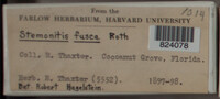 Stemonitis fusca image